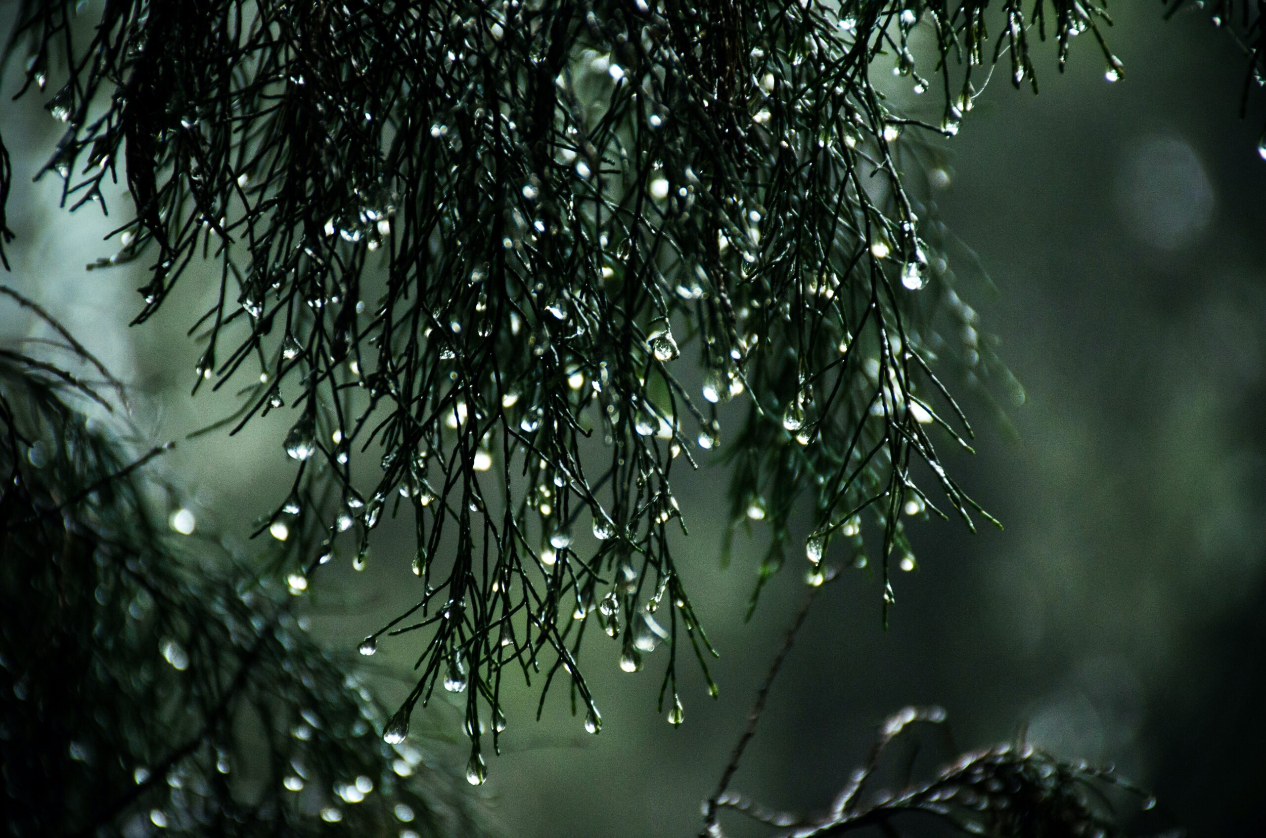 雨